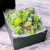 多肉植物 寄せ植え (男前フェイク多肉) 工具箱に男前多肉の寄せ植え♪ | silkyさんのガーデニング日和♪